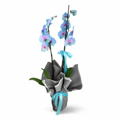 Sessiz Zarafet Bahçesi