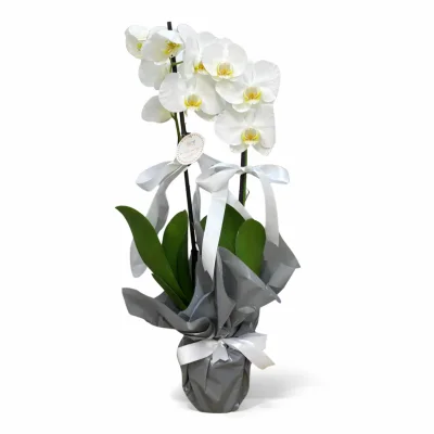 Çift Dal Beyaz Orkide