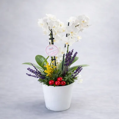 2 Dallı Beyaz Mini Orkide