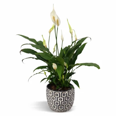 Huzur Bahçesi Barış Çiçeği