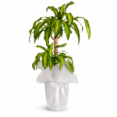 İkili Dracena Massengena