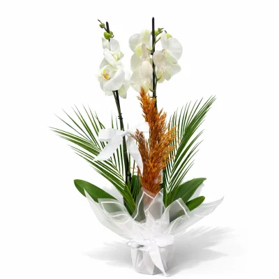 Beyaz Zarafet Çift Dal Orkide Aranjmanı