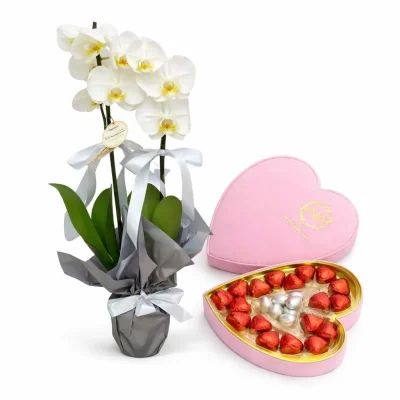 Pembe Rüya Orkide Seti