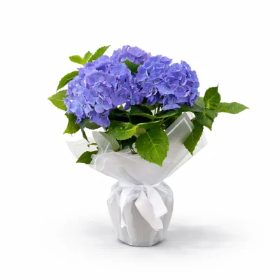 Mavi Ortanca Zarafeti