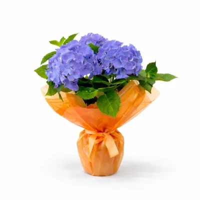 Turuncu Işıltılı Mavi Ortanca