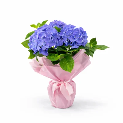 Pembe Dokunuşlu Mavi Ortanca