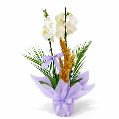 Lila Zarafet Beyaz Orkide