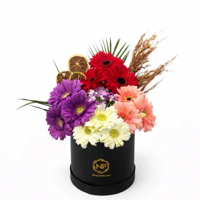 Mor Gerbera Şıklığı Kutusu