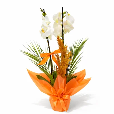 Enerji Turuncusu Çift Dal Orkide