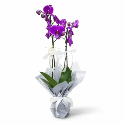 Mor Aşk Orkide
