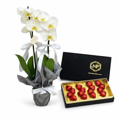 Siyah Asalet Orkide Seti