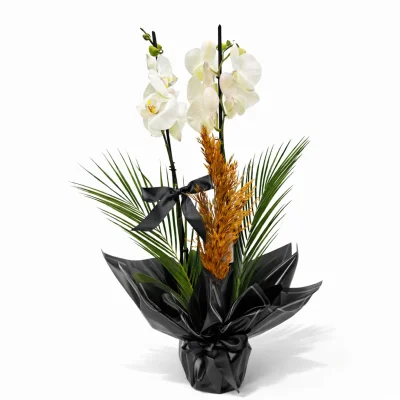 Gece Zarafeti Beyaz Orkide