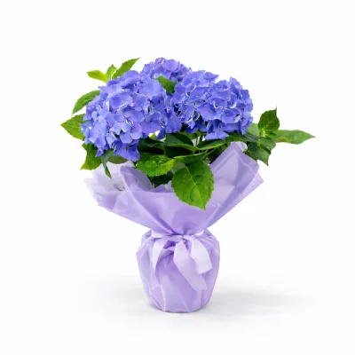 Lila Esintili Mavi Ortanca