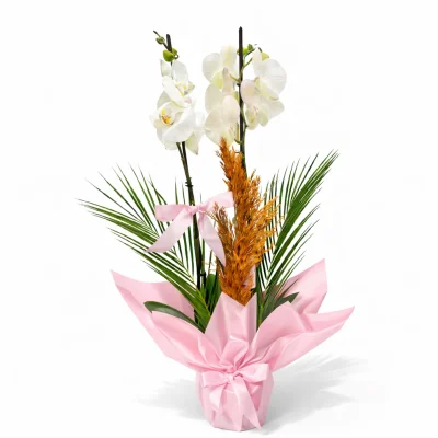 Pembe Şıklık Çift Dal Orkide