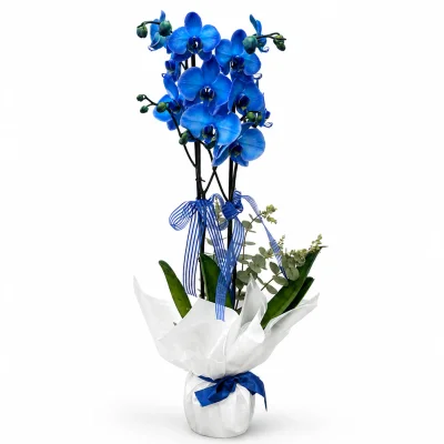 Sapphire Mavi Orkide