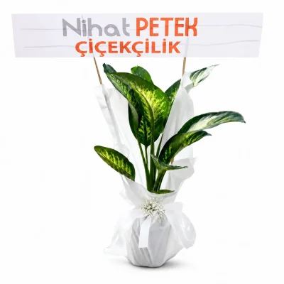 Dieffenbachia (Difenbahya) Çiçeği 