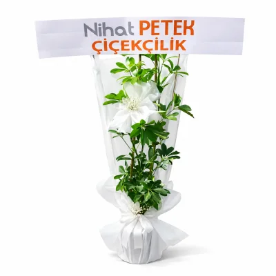 2li Şeflera Rüyası