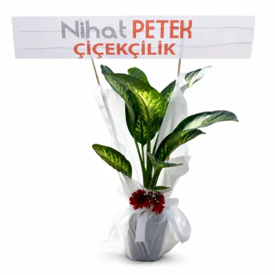 Dieffenbachia (Difenbahya) Çiçeği 
