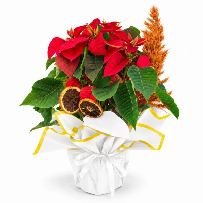 Renkli Bir Dünya